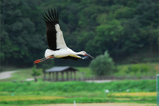 空を翔けるコウノトリ