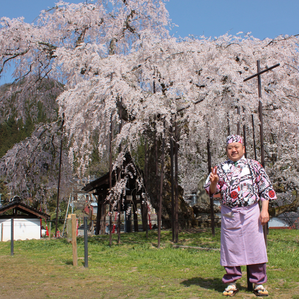 泰雲寺のしだれ桜 開花状況 スタッフブログ 湯村温泉 佳泉郷井づつや