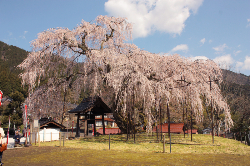 泰雲寺のしだれ桜 開花状況 スタッフブログ 湯村温泉 佳泉郷井づつや