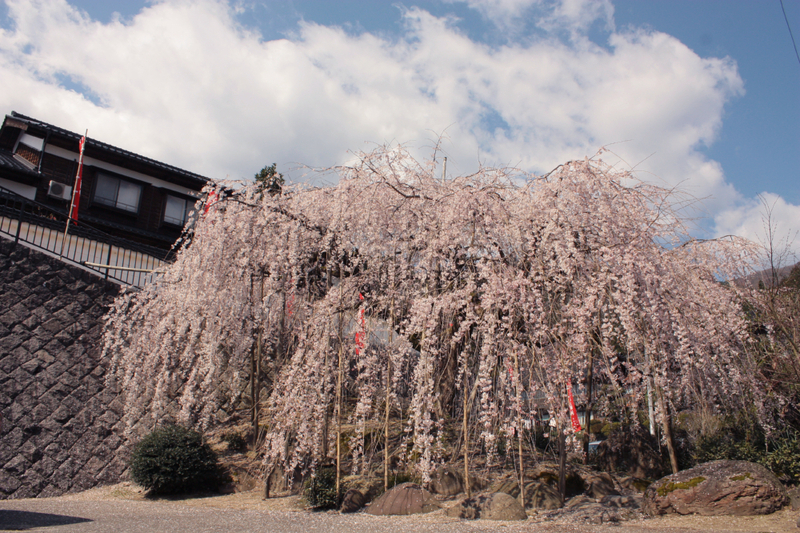 泰雲寺のしだれ桜 開花状況 スタッフブログ 湯村温泉 佳泉郷井づつや